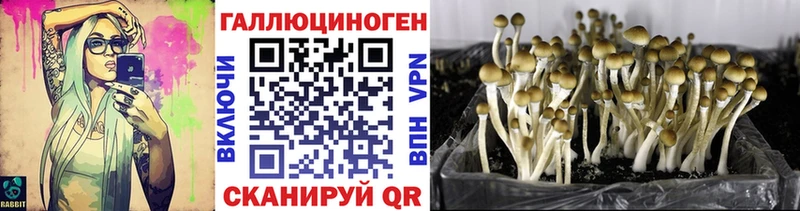 купить наркотики цена  Шахунья  OMG онион  Псилоцибиновые грибы Magic Shrooms 